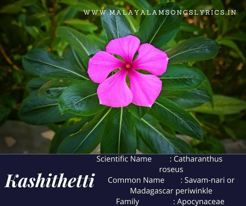flowering plants in kerala with names